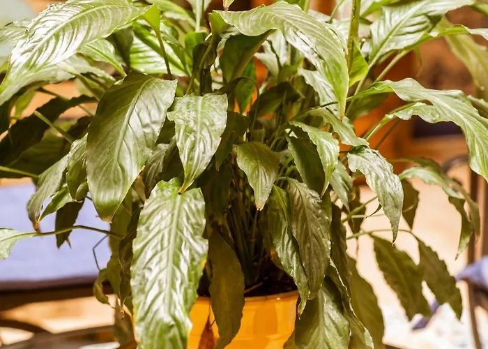 Macarena Penzion Sevilla